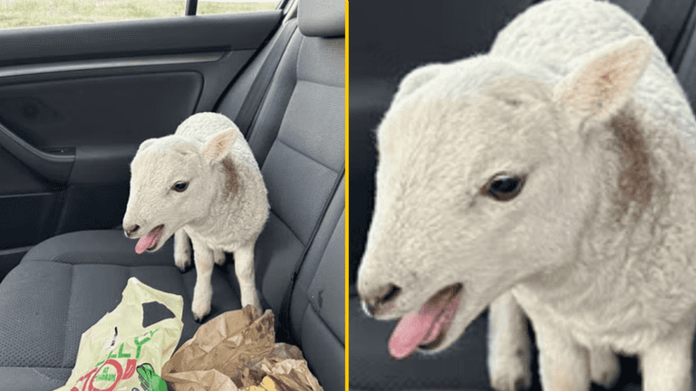 Police pull over driver and find £10,000 of heroin and cocaine, a lamb and a bag of chips