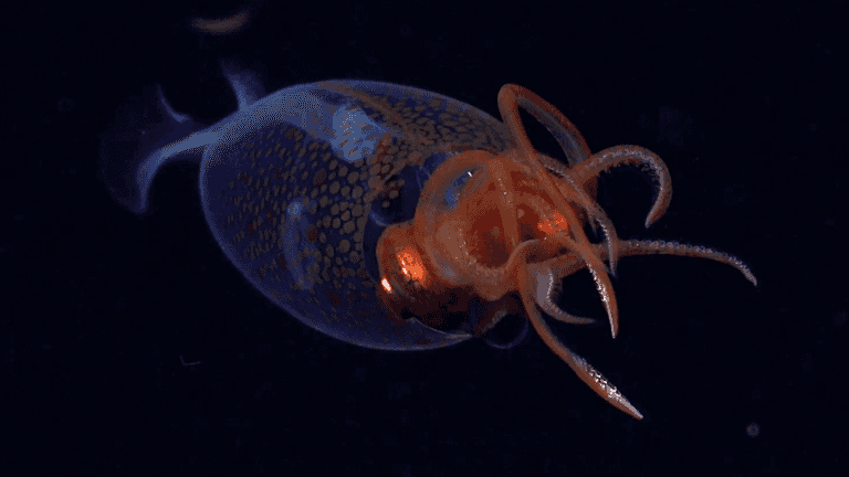 Scientists stunned by extremely rare colossal sea creature caught on camera for first time