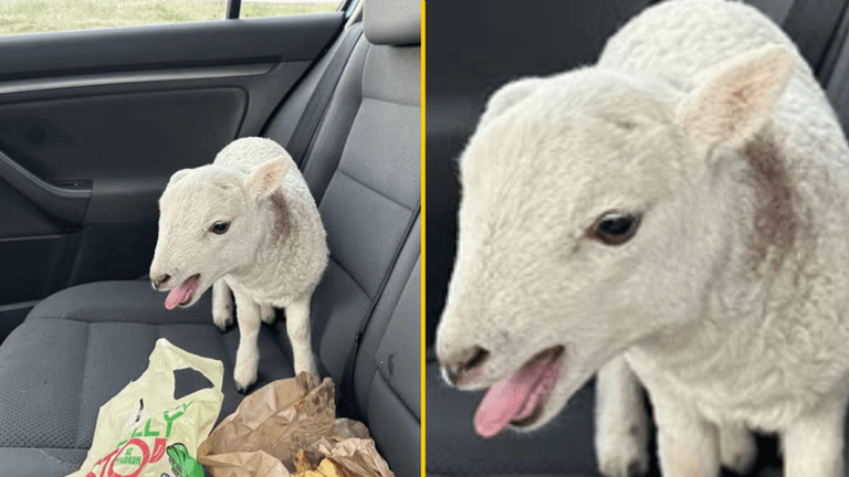 Police pull over driver and find £10,000 of heroin and cocaine, a lamb and a bag of chips