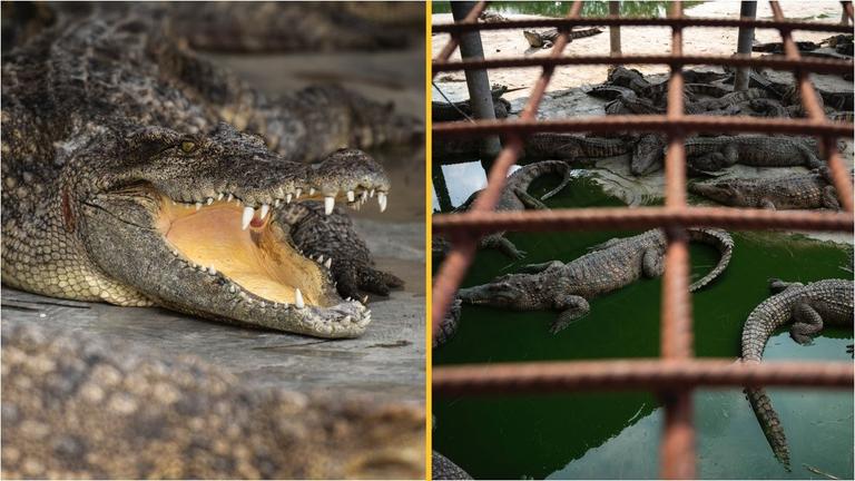 Crocodile farmer torn to pieces after falling into enclosure Crocodile farmer torn to pieces after falling into enclosure