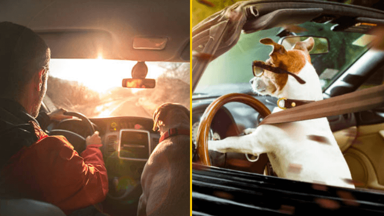 Driver tried to switch seats with his dog to avoid DUI arrest