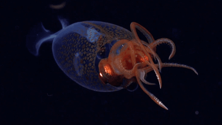 Scientists stunned by extremely rare colossal sea creature caught on camera for first time