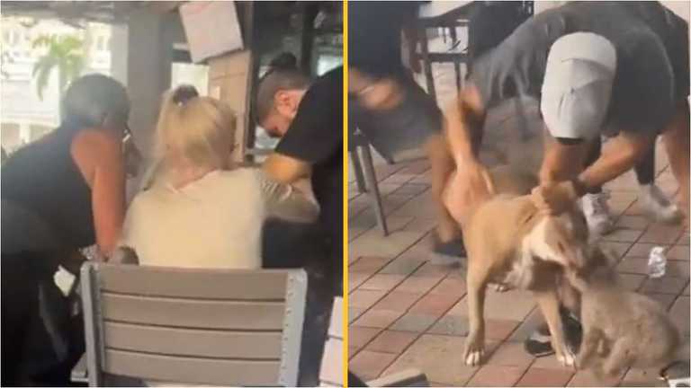 Terrifying moment pitbull snatches small dog from woman’s lap in restaurant Terrifying moment pitbull snatches small dog from woman’s lap in restaurant
